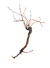 EUROPALMS Rebstock 150cm (83313004) Anteprima dell’immagine prodotto 1