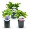 GreenboutiQ - Hortensie - Hydrangea macrophylla Tricolour - Produktbild-Vorschau 3