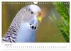Wellensittiche - der NEUE Kalender (Wandkalender 2027 DIN Produktbild-Vorschau 4