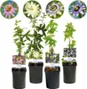 GreenboutiQ - Fleurs de Passions - Passiflora Rainbow - Voir les images du produit 1