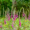 Bloomique - 3er Set - Digitalis Purpurea Gloxiniiflora - Produktbild-Vorschau 1