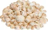 Schnecke Mattukan 1 kg, 2–5 cm, ca. 150 Stück, Natica Produktbild-Vorschau 1