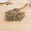 Dattelzweig mit Früchten ca. 30cm – echter getrockneter Produktbild-Vorschau 9