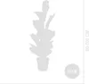 Bloomique - 2er Set - Ficus Lyrata - Geigenfeige - Produktbild-Vorschau 5