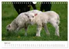 Schöne Schafe (Wandkalender 2027 DIN A4 quer), CALVENDO Produktbild-Vorschau 7