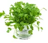 Enseleits Koriander Coriandrum sativum, 1 Marktfrische Produktbild-Vorschau 1