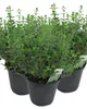 Enseleits 3er Set Italienischer Oregano im 15cm Topf - Produktbild-Vorschau 1