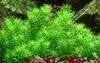 Aquarium Pflanze Pogostemon erectus Tropica Nr.053F TC in Produktbild-Vorschau 1