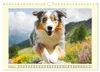 Australian Shepherd. Wanderfreude auf Pfoten im Bergsommer Produktbild-Vorschau 5