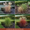 Stauden Gänge 1 x Miscanthus sinensis 'Lady in Red' im 11 x Produktbild-Vorschau 7