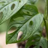 Monstera Adansonii, detta anche "foglia di scimmia", pianta Anteprima dell’immagine prodotto 6