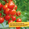 Solabiol Tomatendünger - 1,5 kg Produktbild-Vorschau 4