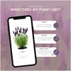 Plants by Frank | 3 Französische Lavendel Pflanzen im Produktbild-Vorschau 5