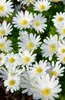 Anemone blanda 'White Splendour', Balkan-Windröschen, weiß, Produktbild-Vorschau 6