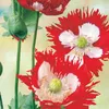 Buzzy Poppy Flowers Semi di papavero - Circa 0,75 gr | Anteprima dell’immagine prodotto 2