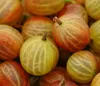 Dehner Stachelbeere Hinnonmäki, Ribes uva-crispa, Produktbild-Vorschau 4