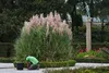 Stauden Gänge 1 x Cortaderia selloana 'Rosea' im XXL Topf - Produktbild-Vorschau 5