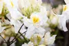 Rhododendron luteum 'Schneegold', gelb, 40–50 cm Produktbild-Vorschau 2