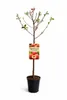 Plattpfirsich „Platycarpa“ 160–200 cm – Flachpfirsich Baum Produktbild-Vorschau 4