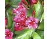 Weigelie FloraSelf Weigela 'Bristol Ruby' H 60 cm Co 4,5 L Produktbild-Vorschau 1