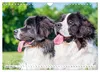 Traumhund Landseer (Wandkalender 2027 DIN A4 quer), Produktbild-Vorschau 15