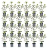 Green boutiQ - 24x Eleagnus ebbingei Compacta - Ölweide - Produktbild-Vorschau 2