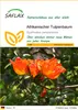 SAFLAX - Afrikanischer Tulpenbaum - 30 Samen - Spathodea Produktbild-Vorschau 1