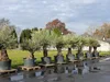 uriger, alter Olivenbaum, knorrige Olive 100 Jahre, Produktbild-Vorschau 7