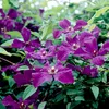 Hallo, Clematis Viticella 'Polish Spirit', ook wel bekend Productafbeelding-voorbeeld 1