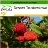 SAFLAX - Drzewo Truskawkowe - 50 Nasiona - Z podłożem Podgląd zdjęcia produktu 8
