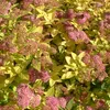 Sommerspiere  - Spiraea japonica 'Goldflame'  | 40-50 cm in Produktbild-Vorschau 1