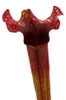 Schlauchpflanze - Sarracenia "Judith" - Fleischfressende Produktbild-Vorschau 4