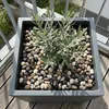 Relaxdays, pietre di fiume, 2 kg, pietre decorative per Anteprima dell’immagine prodotto 3