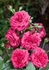 Rosa 'Laguna', Kletterrose, pink, 5-7,5 Liter Container Produktbild-Vorschau 3