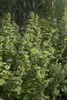 Melissa officinalis, Zitronenmelisse, aromatisch, ca. 11x11 Produktbild-Vorschau 7