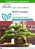 SAFLAX - modřín evropský - Larix decidua - 75 Semena - S Náhled obrázku produktu 1