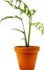 Gardners Monstera obliqua Peru, průměr 12 cm Náhled obrázku produktu 1