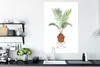 MuchoWow® Poster Pflanzen - Palme - Blumentopf 80x120 cm - Produktbild-Vorschau 3