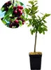 A potted cherry tree with a close-up inset of cherries on a branch. Náhled obrázku produktu