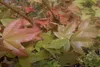 SAFLAX - Dreispitzahorn - Acer buergerianum - 30 Samen - Produktbild-Vorschau 5