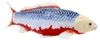 Mojo Sealife Koi Karper - Asagi Koi - 381100 Anteprima dell’immagine prodotto 3