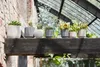 A collection of potted succulents and cacti displayed on a rustic wooden shelf in what appears to be a greenhouse. Produktbild-Vorschau