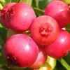 Vaccinium corymbosum 'Pink Lemonade' baie rose bleue - Voir les images du produit 5