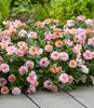 BALDUR Garten 1x Rose 'Amirose®', Pflanze im 14 cm-Topf, Produktbild-Vorschau 1
