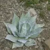 Exotické semená - balenie 5 ks - Mrazuvzdorná - Agave Náhľad obrázku produktu 7