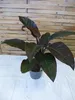 [Palmenlager] XXL Philodendron Imperial Red Beauty 90 cm - Produktbild-Vorschau 1