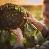 Schwarze Sonnenblumenkerne 25 kg Vogelfutter Ernte 2025 Produktbild-Vorschau 5