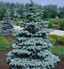 Stech-Fichte ´BLUE DIAMOND®´ 20-30 cm, Cont. 2,5 l Produktbild-Vorschau 5