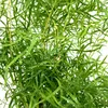 Szparagi ozdobne – szparagi sierpowate – Asparagus falcatus Podgląd zdjęcia produktu 2