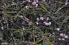 Viburnum bodn. 'Dawn' - Schneeball 50- 60 cm - Container Produktbild-Vorschau 3
